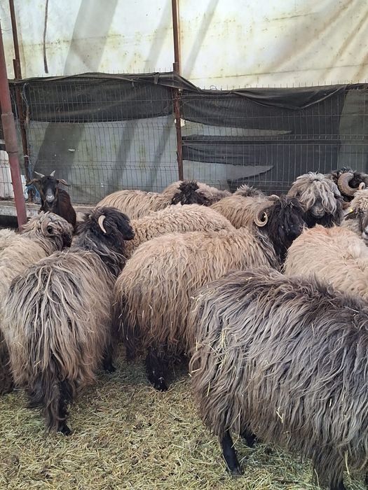 Vând 21 de oi și 3 berbeci