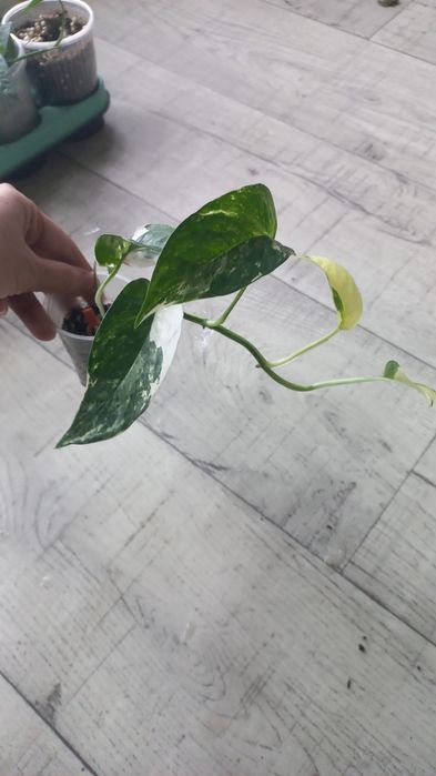 Комнатные растения.