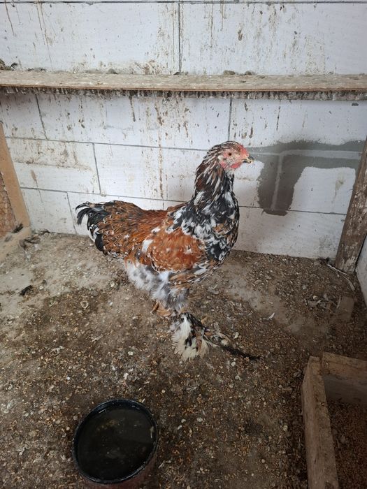 Cocos brahma portelan