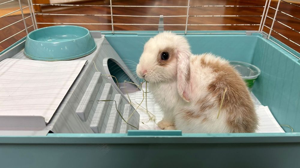 Продается декоративный кролик.