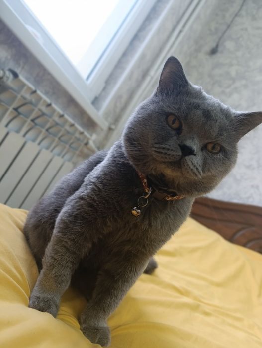 Кот британская порода