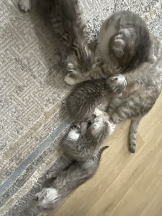 Продаются котята