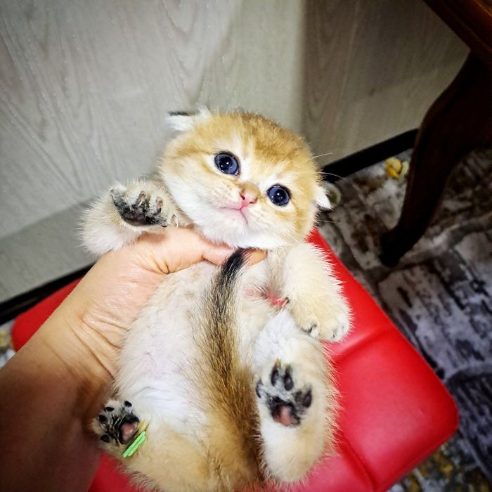 Котята от правильной вязки