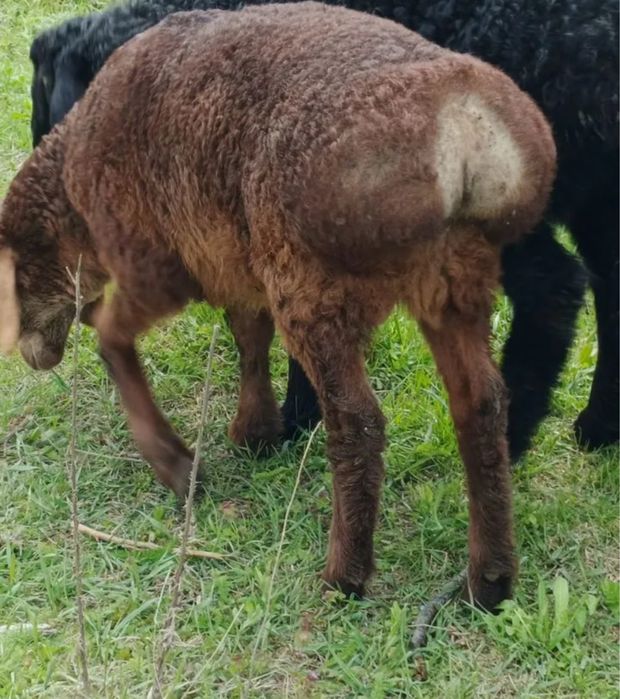 Ягнята Едильбаи 1- 3месяца