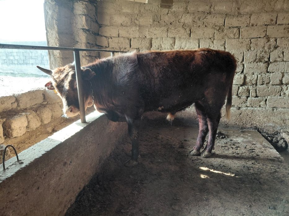 Бука бык домашний