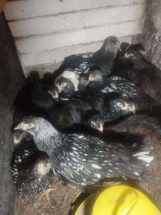 Pui combatant , wyandotte argintiu , australorp