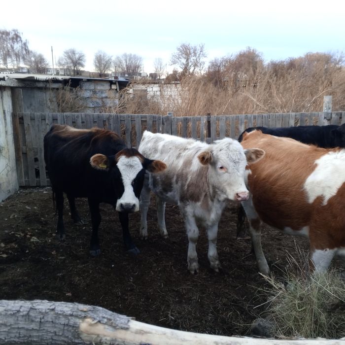 Продам телят 1,5-2