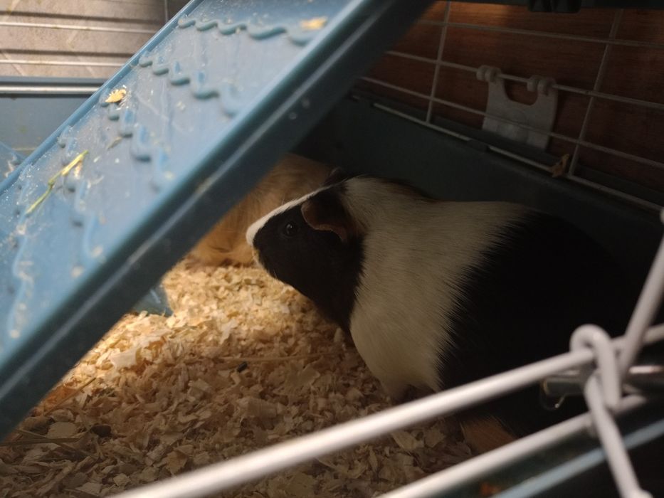 Свинка морская самец