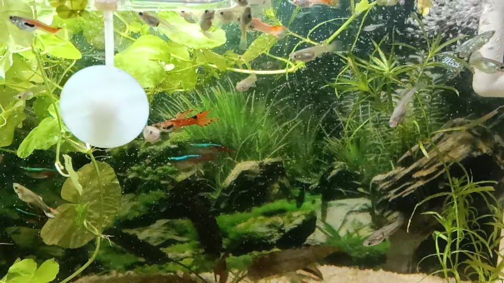 Pești Guppy Endler