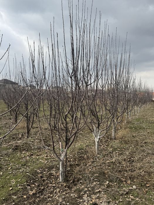 Саженцы,алмалар,яблока