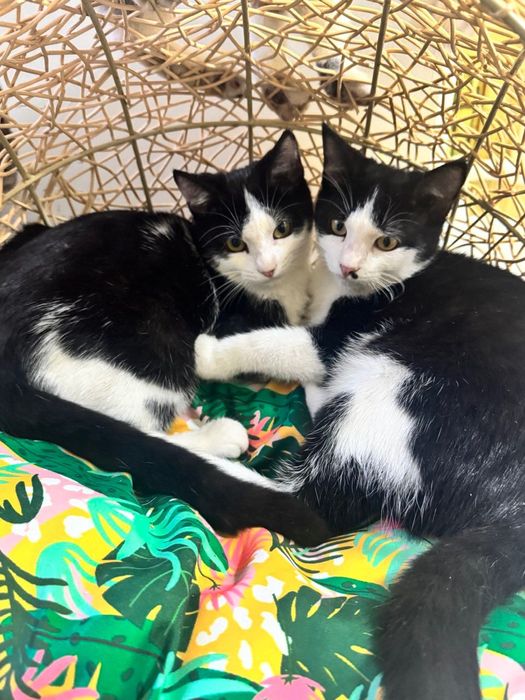 Котики бесплатно даром