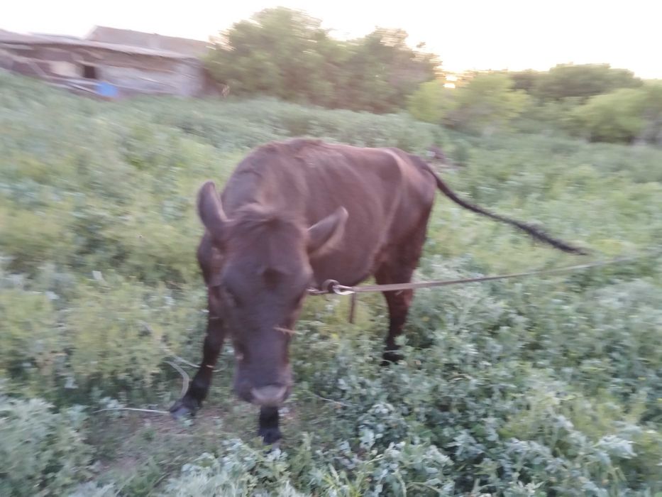 Продам телку годовалую