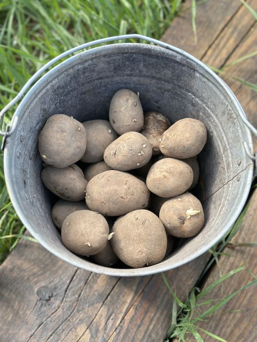 Продам семенной картофель (жёлтый)