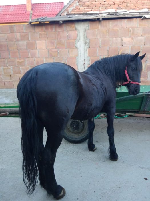 Iapa de vanzare blanda