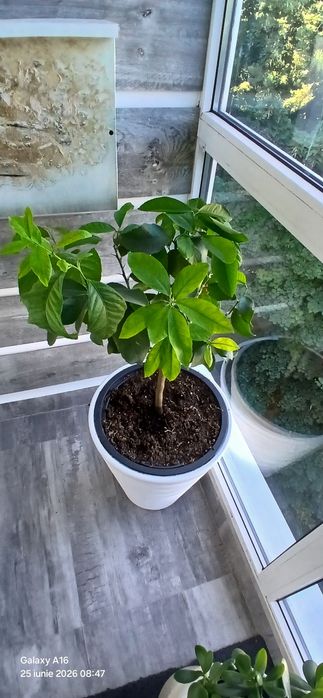 Lămâi Altoit în Ghiveci