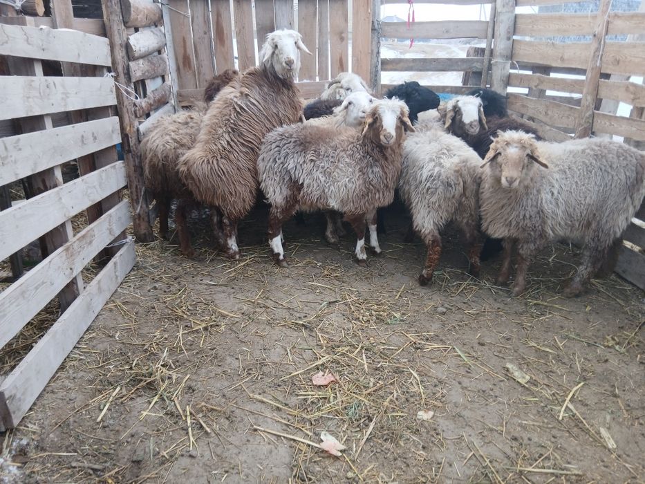 Тоқтылар сатылады