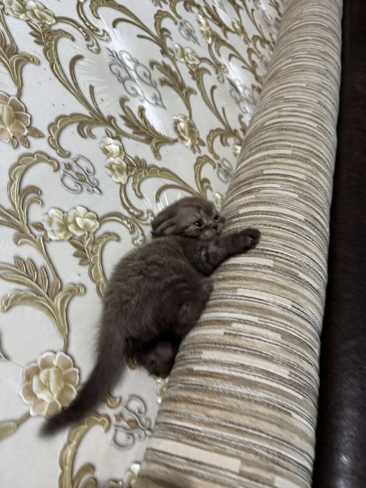 Породистые Котята