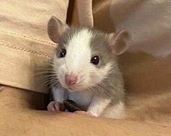 Крысята крысы ручные