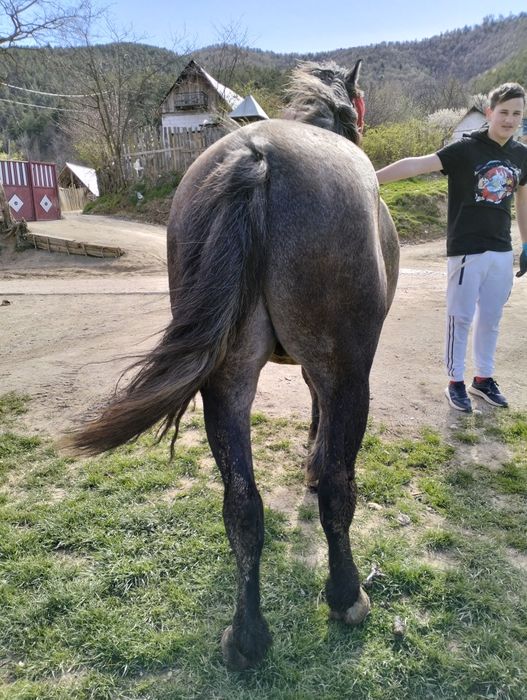 Vand.cal sau schimb 4 ani