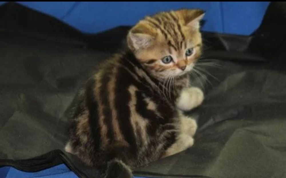 Котята шотландцы