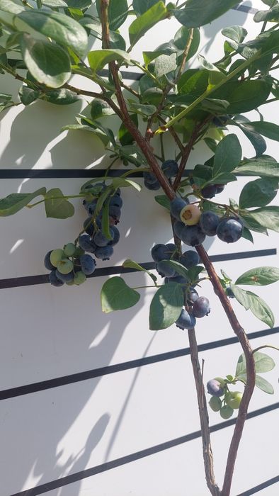 Саженцы голубики