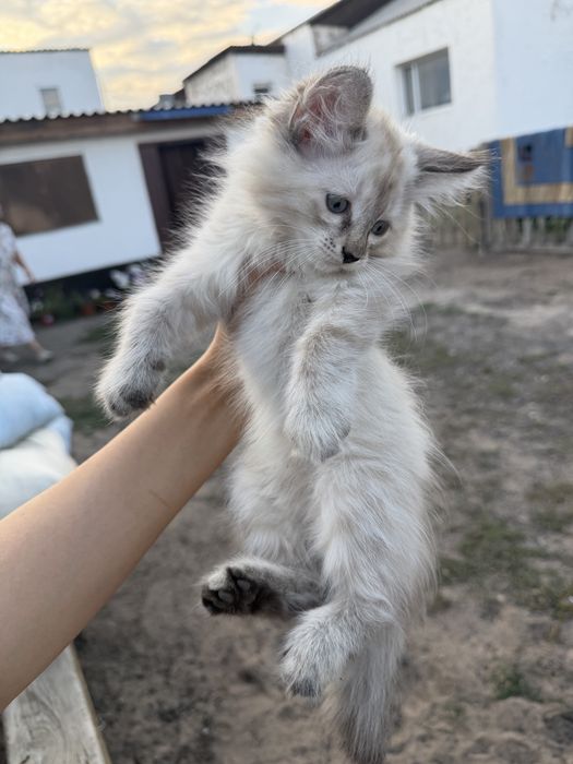 Ищем любящий дом для котенка