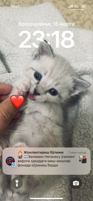 Мысық сатылады 2 айлық кішкентай Астана қаласы