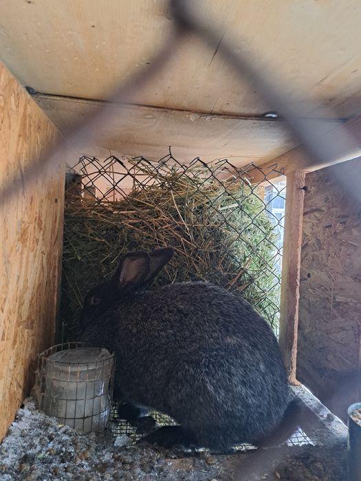 Продам  кроликов