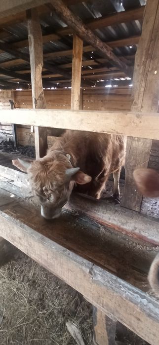 Продам бычка с откорма