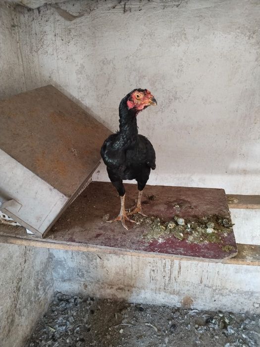 Продам даканов..