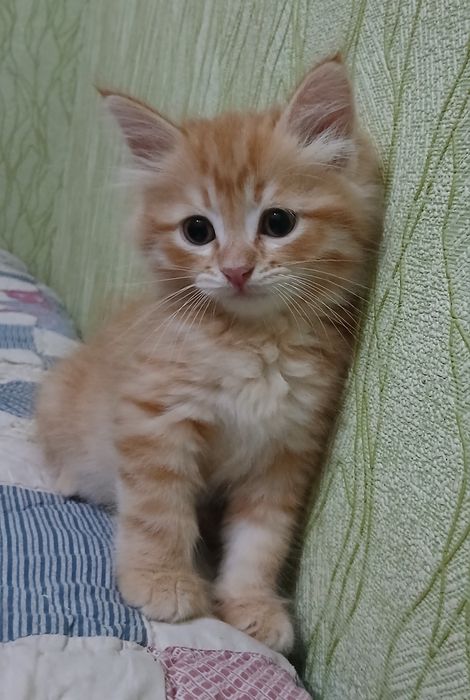Котенок-мальчик,1,5 месяца
