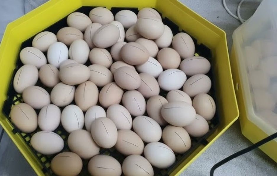 Ouă pentru incubat rasă australorp Suceava