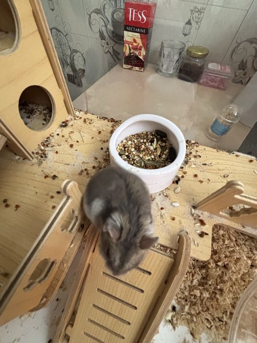 Продам хомяков с клетками