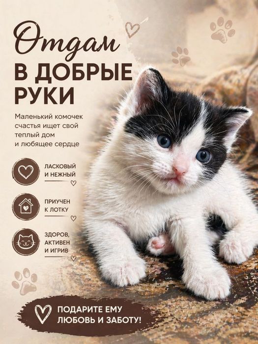 Отдам котенка в добрые руки