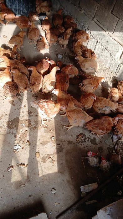 Vand puicute rasa mixta