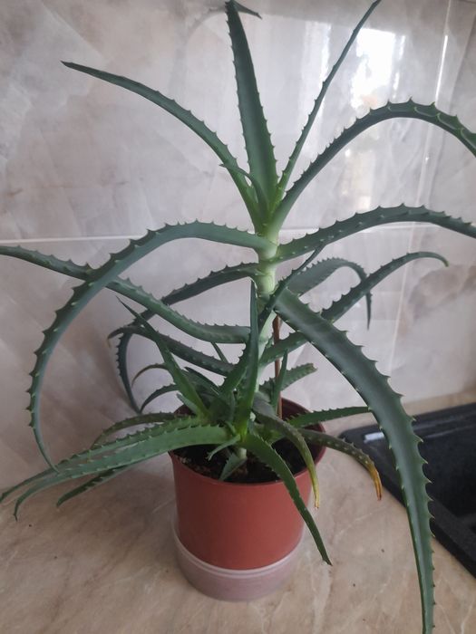 Продам комнатный,,Алоэ "