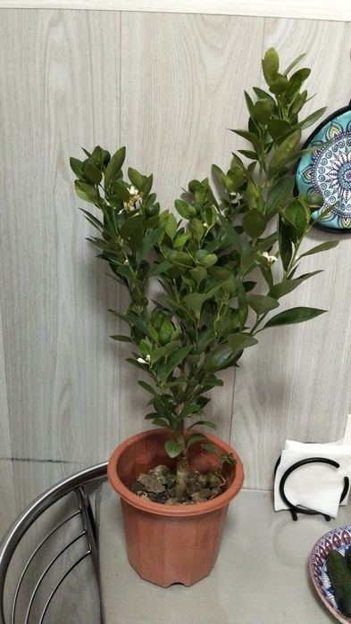 Продам дерево мандарина