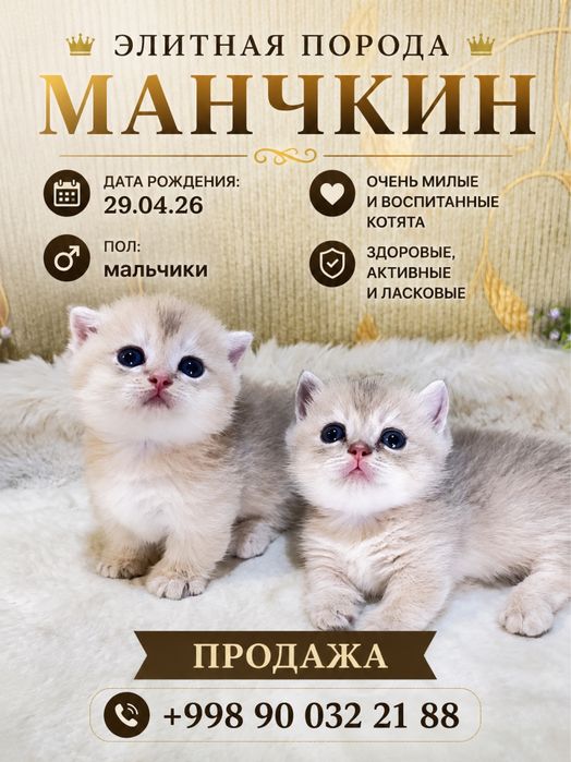 Премиальный, редкий Манчкин