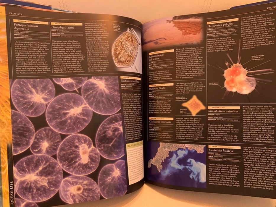 Enciclopedie scolara album  Ocean/ Oceane  editura DK