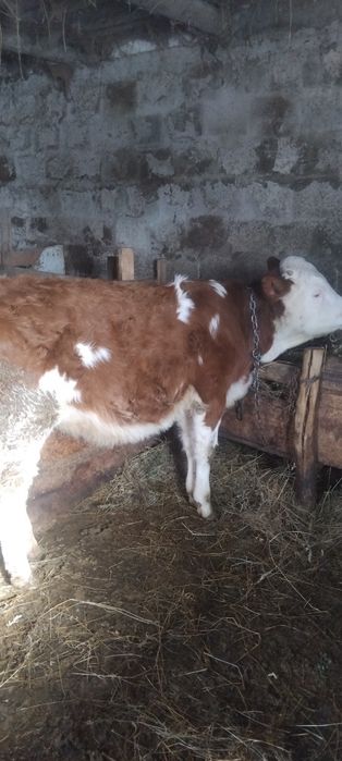 Vitica 6 luni din vaca mare bună de tinut