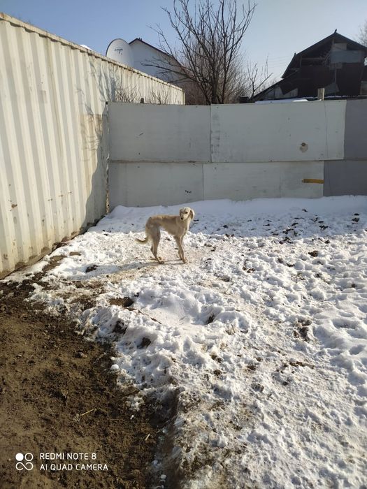 Продам тазы Молодые