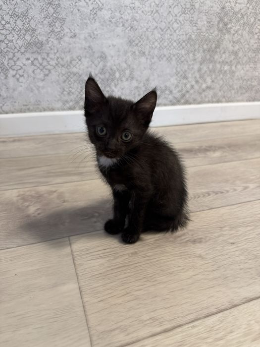 Котенок бесплатно