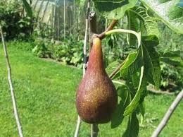 Smochin lungo del portogallo