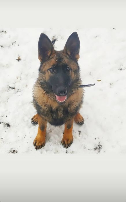 Немецкая овчарка кобель