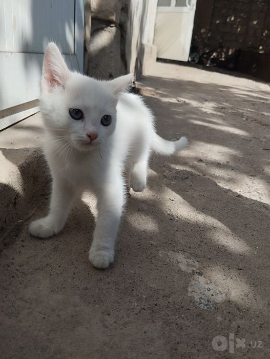 Продаёться котёнок 2 месяца