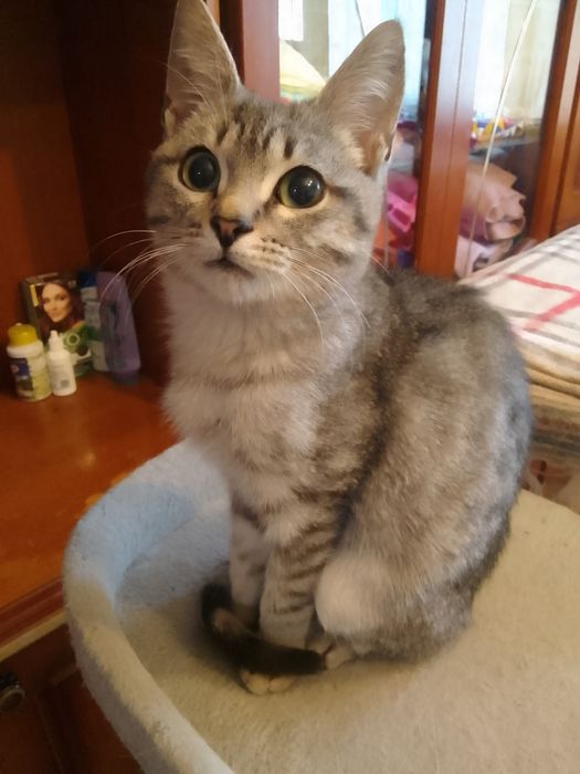 Котёнок  в добрые руки