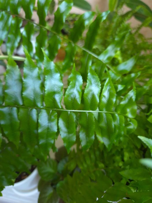 Комнатные цветы недорого