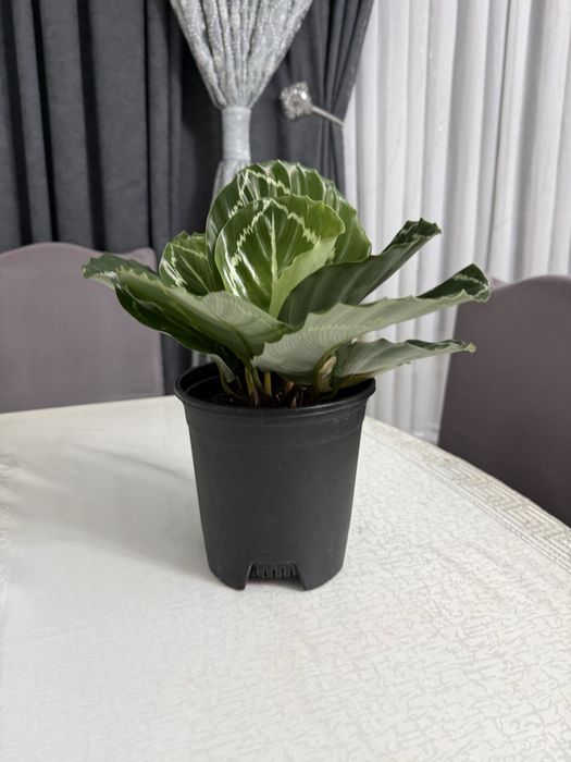 Калатея.   Растение