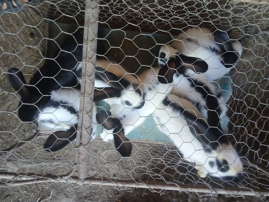 Vând iepuri Fluturi piestriț în salul Gvardenița