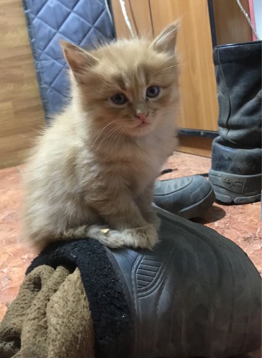 Отдам котят в добрые руки.
